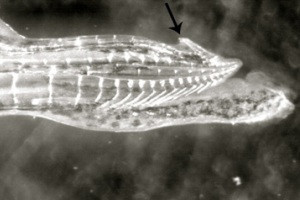 Ψάρια με «νύχια» στα γεννητικά όργανα επιτίθενται στα θηλυκά
