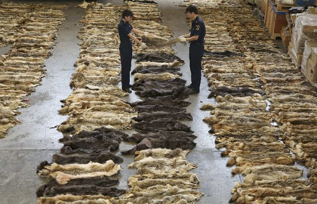 Λαθρεμπόριο δερμάτων λύκου από την Ελλάδα στην Κίνα