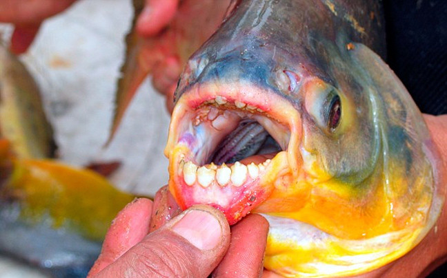 Σε γαλλικά νερά το ψάρι που επιτίθεται στα ανδρικά γεννητικά όργανα
