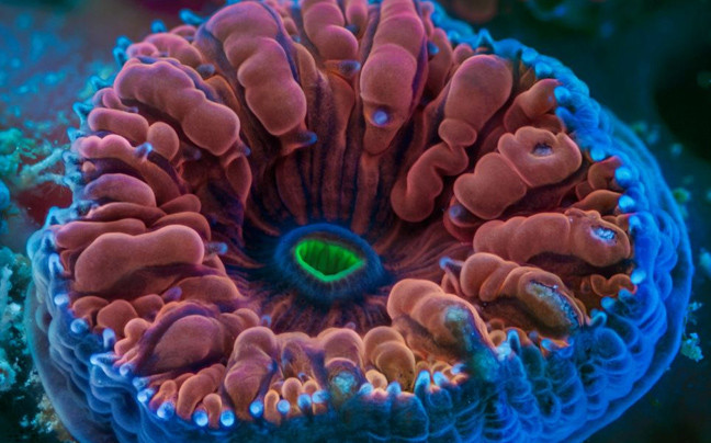 Ο «ψυχεδελικός» κόσμος των κοραλλιών