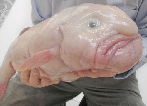 Απειλούμενο ψάρι ανακηρύχθηκε «το ασχημότερο ζώο του κόσμου»