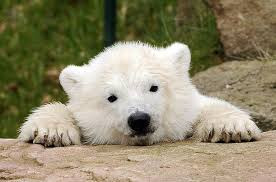 Ο ζωολογικός κήπος του Βερολίνου δικαιώθηκε για το όνομα μιας πολικής αρκούδας
