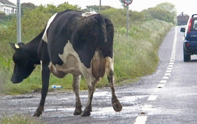 Αγελάδα πετάχτηκε σε δρόμο της Ηλείας προκαλώντας τροχαίο – Τραυματίστηκαν μητέρα και κόρη