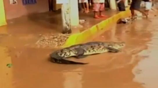 Κροκόδειλος έκανε την εμφάνισή του στο πλημμυρισμένο Ακαπούλκο