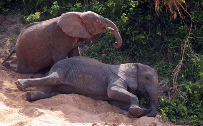Η μεγάλη ξηρασία που πλήττει στη Ζιμπάμπουε σκοτώνει τους ελέφαντες