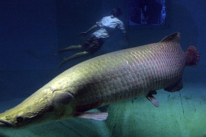 Γιγάντιο ψάρι ανακαλύφθηκε στον Αμαζόνιο