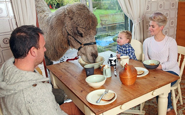 Μια καμήλα που αγαπάει το πρωινό!