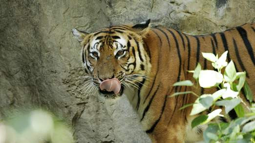 Αρσενική τίγρη σκότωσε θηλυκή κατά την προσπάθεια ζευγαρώματος