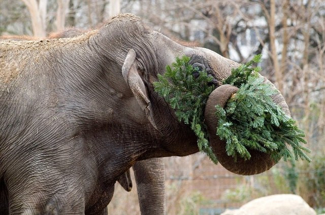 Χριστουγεννιάτικο γεύμα για… ελέφαντες