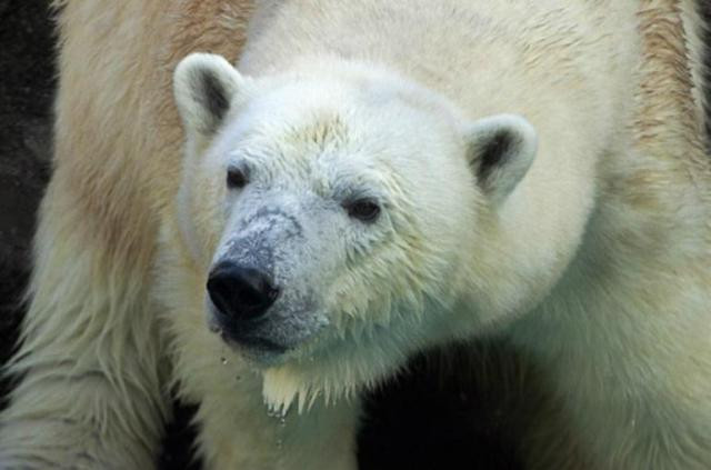 Τσουχτερό ακόμη και για πολική αρκούδα το κρύο στις ΗΠΑ