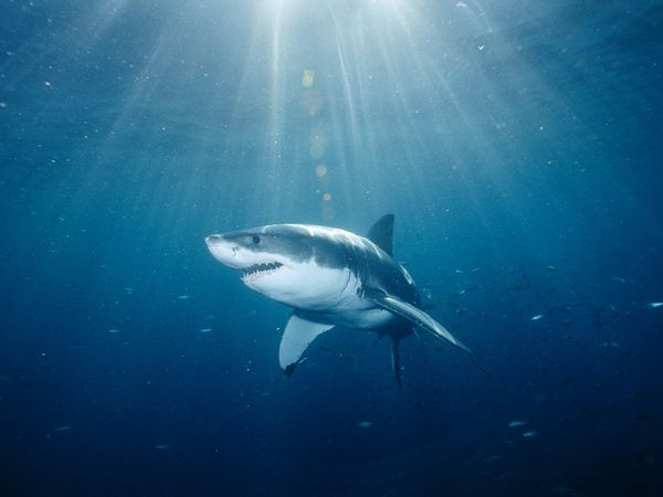 Για κολύμβηση αλά… καρχαρία