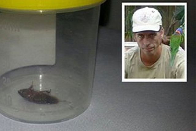 Κατσαρίδα 2 εκατοστών βρήκε καταφύγιο στο αυτί ενός άντρα