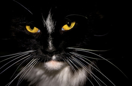 Ιερέας σκότωσε με σκουπόξυλο γάτα στην αυλή του σπιτιού του: Μου επιτέθηκε, υποστήριξε στον ανακριτή