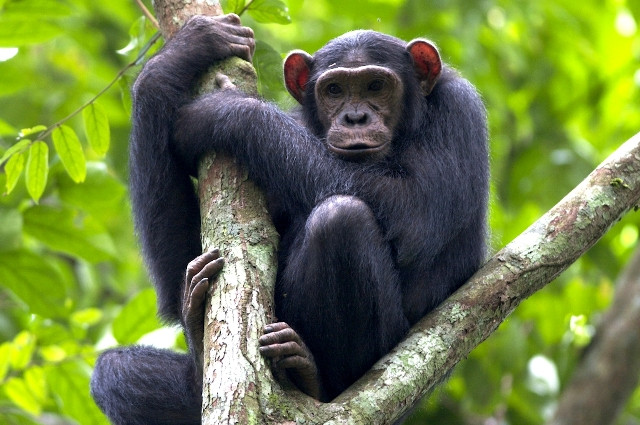 Παρέμβαση του υπουργείου Περιβάλλοντος για τη θανάτωση χιμπατζή στο Αττικό Πάρκο