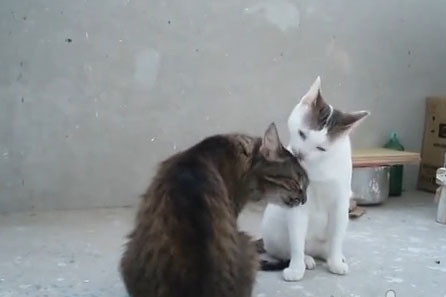 Ο Δήμος Αθηναίων στειρώνει 249 αδέσποτες γάτες