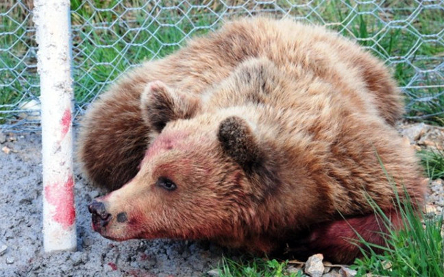 Νεκρή αρκούδα από τροχαίο στην Εγνατία Οδό