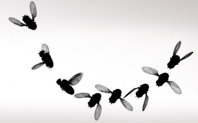 Οι μύγες πετάνε σαν πιλότοι μαχητικών