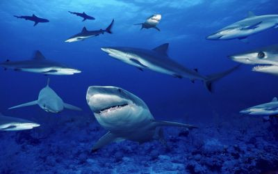 Αμφιλεγόμενο πρόγραμμα για την προστασία των λουόμενων από καρχαρίες