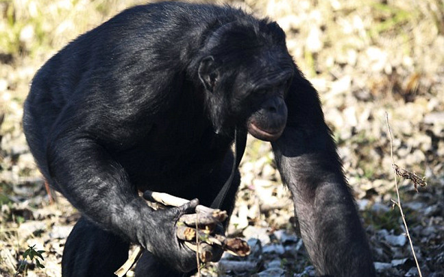 Γνωρίστε τον εξυπνότερο χιμπαντζή του κόσμου