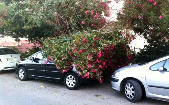 Δέντρο έπεσε σε αυτοκίνητο στη Ρόδο