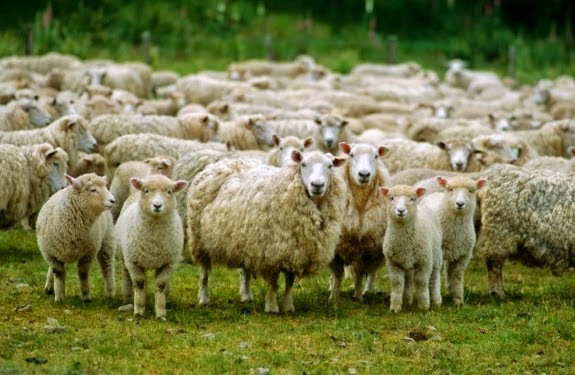 Μεταλλαγμένα πρόβατα δίνουν ελπίδα για την καταπολέμηση της νόσου Μπάτεν
