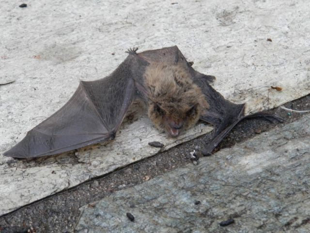 Συναγερμός στην Αμαλιάδα από νυχτερίδα που δάγκωσε 60χρονο