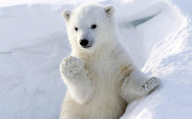 Πολική αρκούδα χαιρετάει τη κάμερα