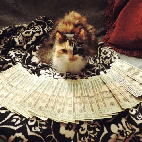 Γάτες και φράγκα