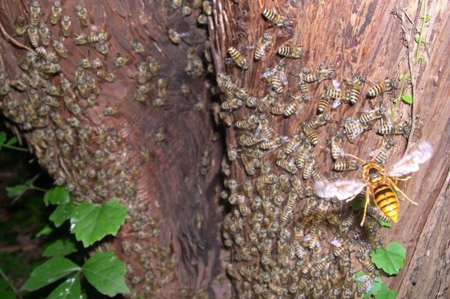 Μέλισσες «ψήνουν» ζωντανή μια γιγαντιαία σφίγγα