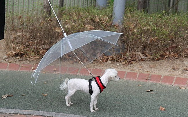 Μία ομπρέλα ειδικά για σκύλους!