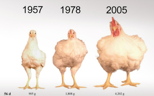 Γιατί οι κότες έχουν αλλάξει… εμφάνιση με τη πάροδο των ετών