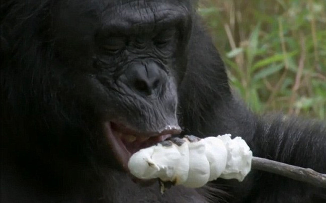 Ένας ικανότατος χιμπατζής
