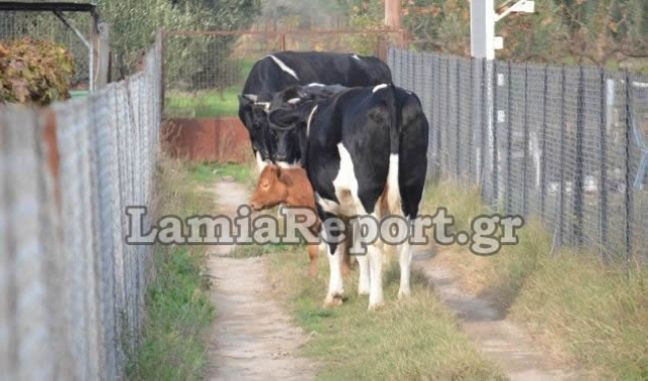 Επιδρομή «αδέσποτων» αγελάδων σε χωράφια με κηπευτικά