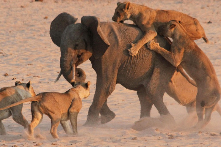 Η γενναία μάχη ενός ελέφαντα με μια αγέλη πεινασμένων λιονταριών