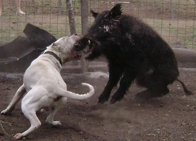 Διοργάνωναν μάχες μεταξύ σκύλων και… αγριογούρουνων!