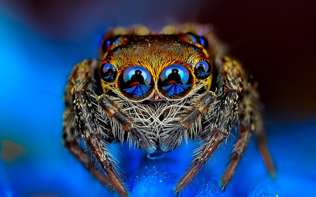 Σειρά φωτογραφιών σου επιτρέπει να κοιτάξεις τις αράχνες στα μάτια