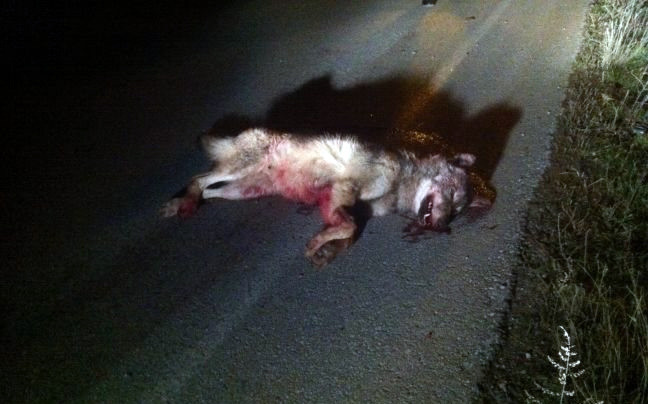 Νεκρός λύκος σε τροχαίο στην Καστοριά