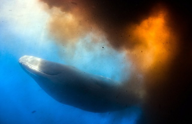 Τι μπορεί να συμβεί όταν ενοχλείς μια φάλαινα
