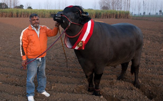 Το σπέρμα του ταύρου που αξίζει πάνω από 4.000 ευρώ
