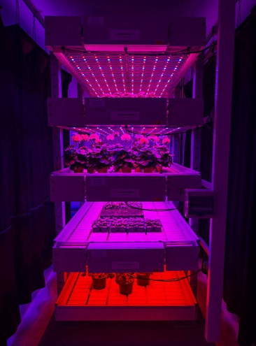 Φυτά «τρέφονται» με φως από λαμπτήρες LED