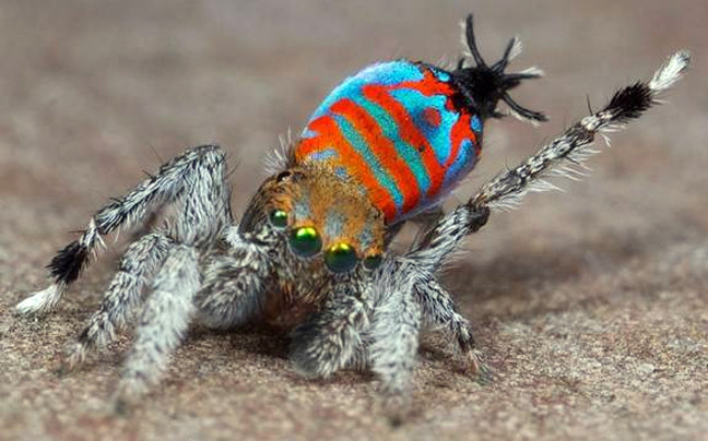 Ο νέος τύπος αράχνης, που καταπολεμά την… αραχνοφοβία