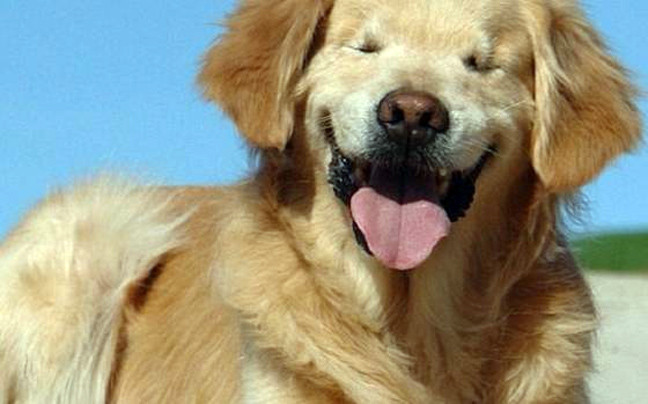 Ο τυφλός σκύλος που μοιάζει μονίμως χαμογελαστός