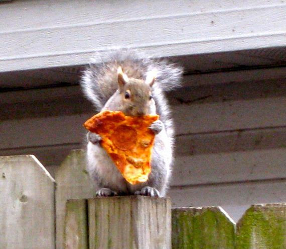 Οι σκίουροι κλέβουν μανιωδώς&#8230; πίτσα