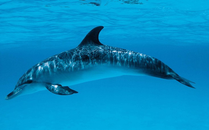 Νεκρό δελφίνι στο Αττικό Πάρκο