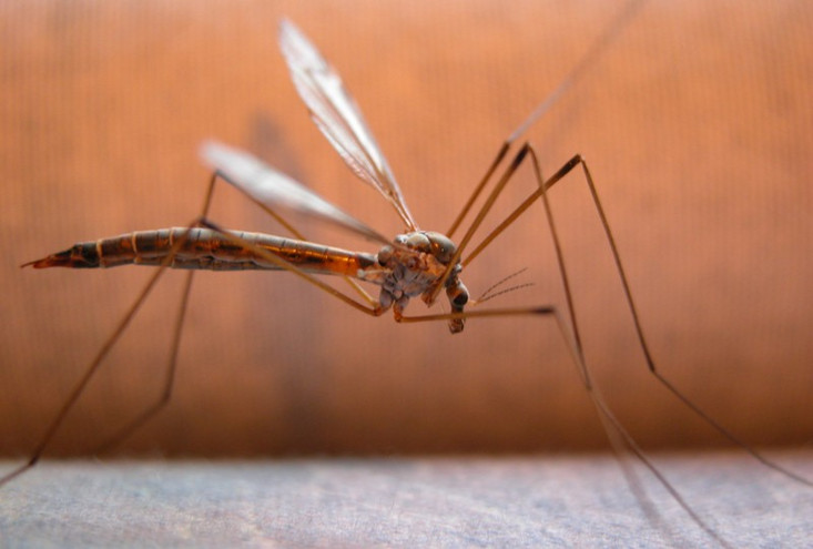 Συνεχίζονται οι ψεκασμοί για τα κουνούπια στον Πειραιά