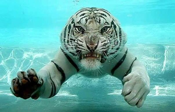 Τίγρεις κάτω από το νερό