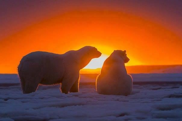 Πολικές αρκούδες στο ηλιοβασίλεμα