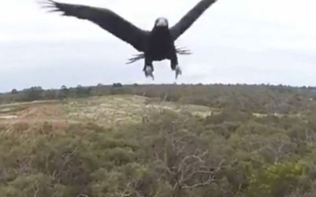 Αετός βγάζει drone νοκ άουτ