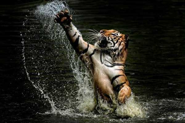 Φωτογραφίζοντας τίγρεις