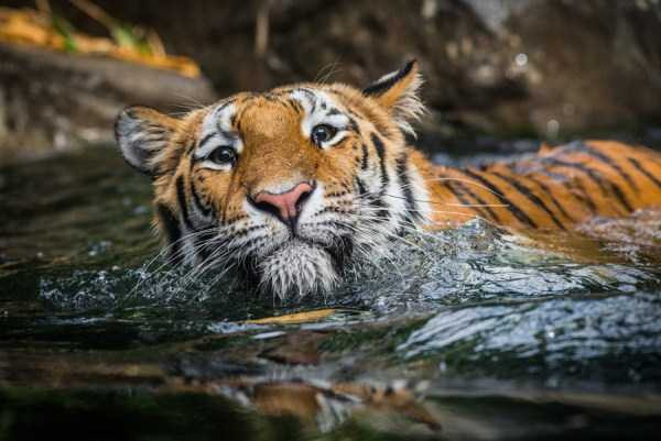 Ινδονησία: Δύο τίγρεις της Σουμάτρας προσβλήθηκαν από κορονοϊό σε ζωολογικό κήπο